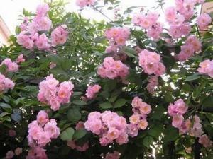 蔷薇刺,坚韧与美丽的双重奏